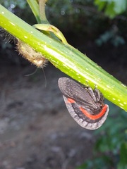 Membracis sanguineoplaga