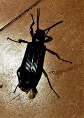 Stenochiini