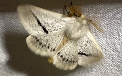 Striphnopteryginae