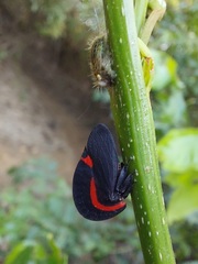 Membracis sanguineoplaga