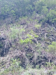 Sonchus fruticosus image