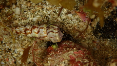 Turritella turbona