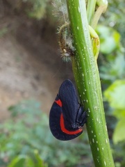 Membracis sanguineoplaga