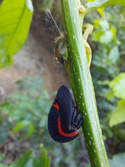 Membracis sanguineoplaga