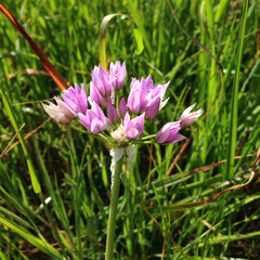 Allium unifolium