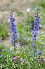 Delphinium speciosum