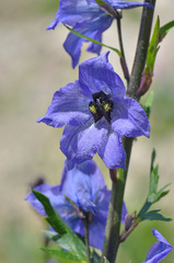 Delphinium speciosum