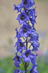 Delphinium speciosum