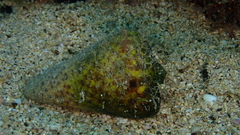 Conus canariensis