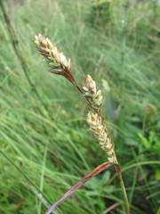 Carex buxbaumii