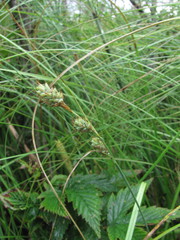 Carex buxbaumii