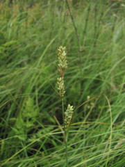 Carex buxbaumii