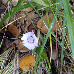 Calochortus umbellatus