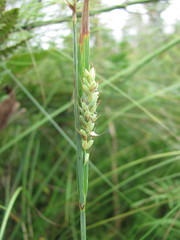 Carex buxbaumii