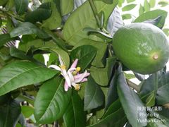 Citrus medica