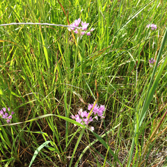 Allium unifolium