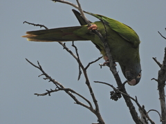 Thectocercus acuticaudatus