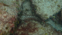 Holothuria arguinensis