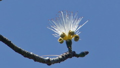 Pseudobombax ellipticum