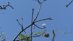 Pseudobombax ellipticum