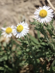 Aphanostephus skirrhobasis