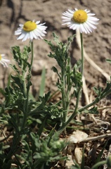 Aphanostephus skirrhobasis