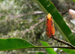 Heliconia episcopalis
