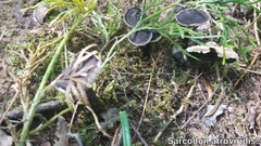 Sarcodon atroviridis