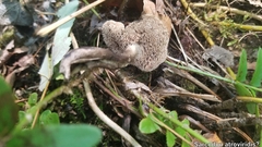 Sarcodon atroviridis