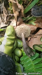 Sarcodon atroviridis