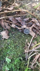 Sarcodon atroviridis