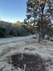 Cupressus stephensonii