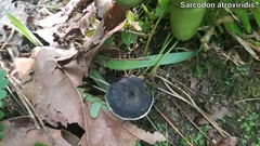 Sarcodon atroviridis