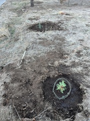 Cupressus stephensonii