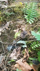 Sarcodon atroviridis