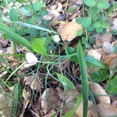 Calochortus umbellatus