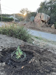 Cupressus stephensonii