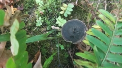 Sarcodon atroviridis