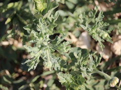 Aphanostephus skirrhobasis