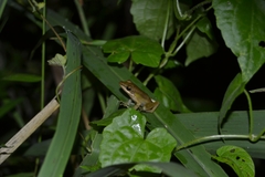 Chalcorana chalconota