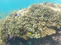 Neoniphon suborbitalis
