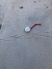 Calcarius lapponicus