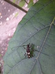 Probatiomimus schwarzeri