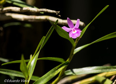 Dimerandra emarginata