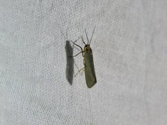 Metalobosia cuprea