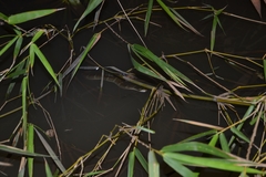 Homalopsis buccata