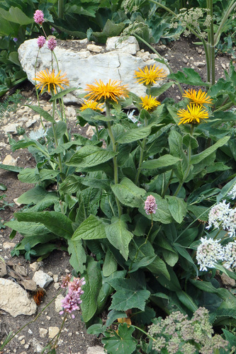 Eastern Fleabane