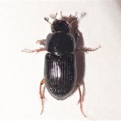 Pseudagolius bicolor