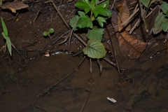 Homalopsis buccata