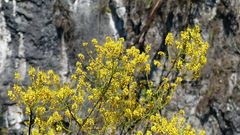 Roseodendron donnell-smithii